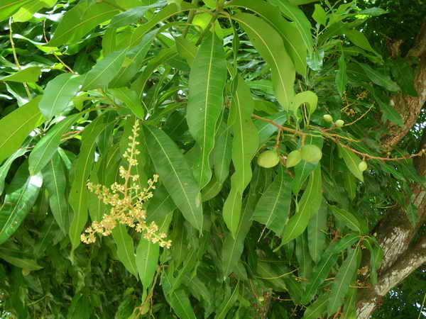 Mangobaum mit Blüte und kleiner Frucht