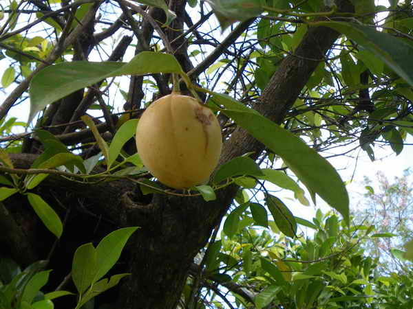 Muskatfrucht Muskatfrucht