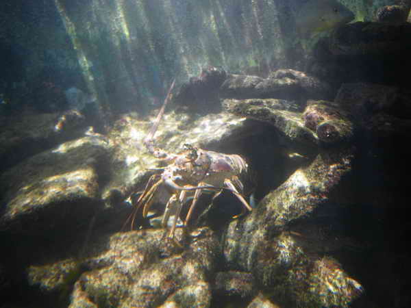 Dicker Lobster Dicker Lobster