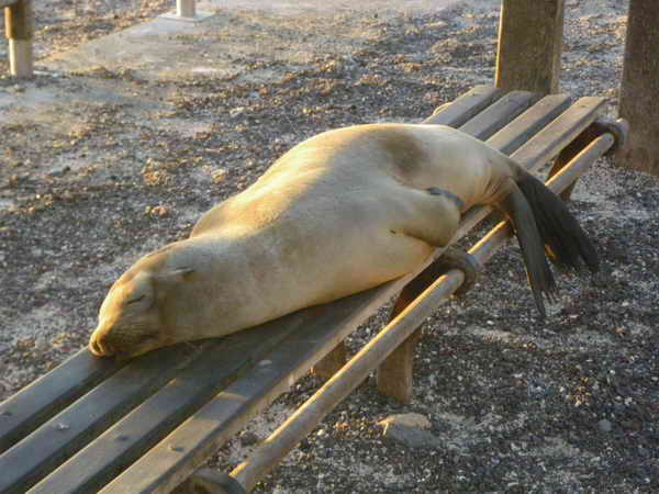 Seelöwen auf der Promenade