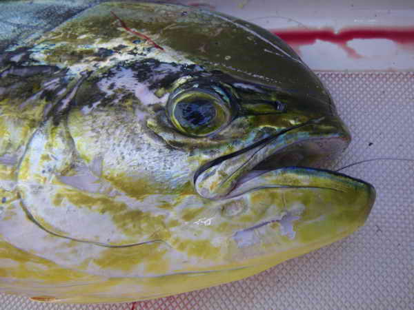 Mahi-Mahi