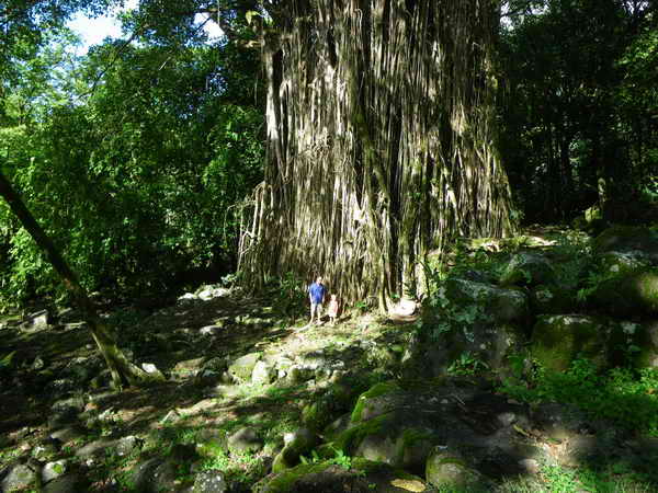 Heiliger Baum