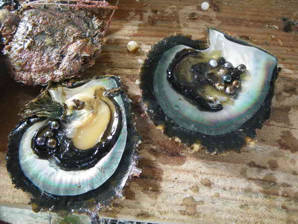 Austern mit gesammelten Perlen