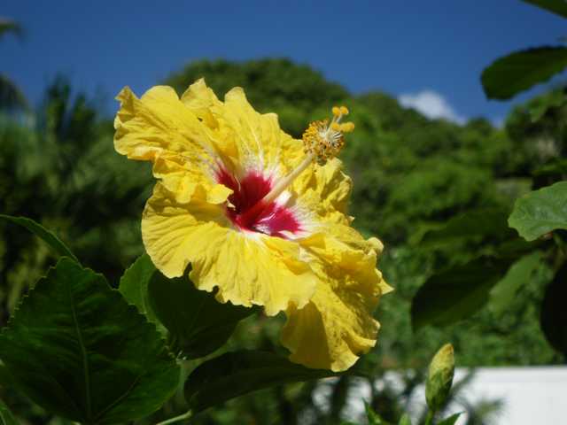 Hibiskus am Straßenrand