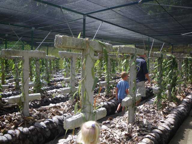 Vanille im Gewächshaus